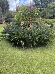 Strelitzia