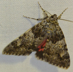 Catocala promissa