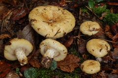 Lactarius leonis