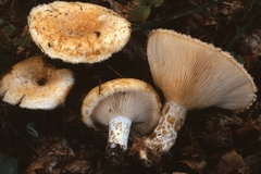 Lactarius leonis