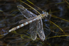 Progomphus borealis