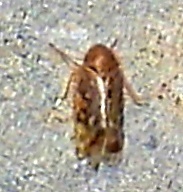 Xestocephalus