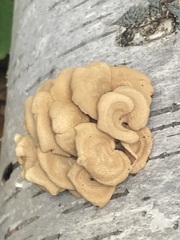 Panellus