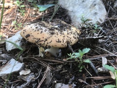 Russulaceae
