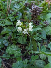 Prunella laciniata