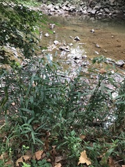 Chasmanthium latifolium