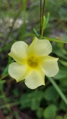 Angadenia berteroi