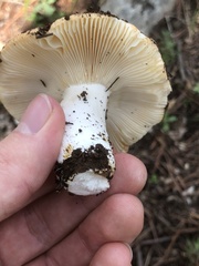 Russulaceae