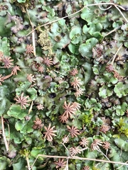 Marchantia polymorpha ruderalis