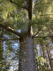 Pinus strobus