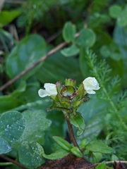Prunella laciniata
