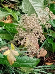 Angelica archangelica