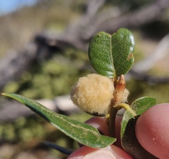 Heteroecus dasydactyli