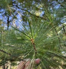 Pinus strobus