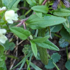 Prunella laciniata