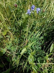 Veronica teucrium
