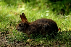 Sylvilagus transitionalis