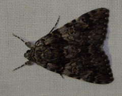 Catocala promissa