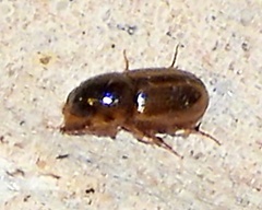 Labarrus cincticulus