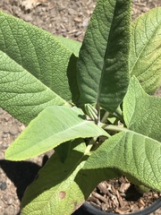 Salvia spathacea