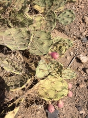 Opuntia stricta