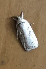 Agonopterix ocellana