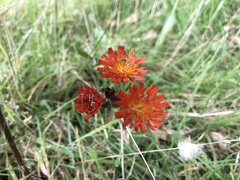 Pilosella aurantiaca