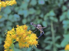 Toxorhynchites rutilus