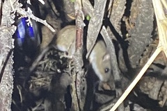 Peromyscus sonoriensis