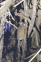 Peromyscus sonoriensis