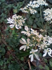 Heracleum sphondylium