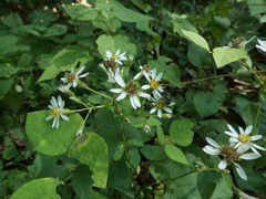 Eurybia schreberi