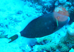 Sufflamen albicaudatum