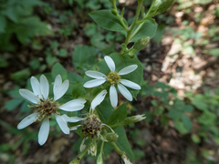 Eurybia schreberi
