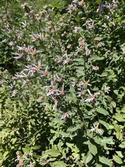 Eucephalus engelmannii