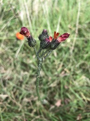 Pilosella aurantiaca