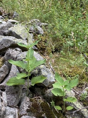 Scrophularia alpestris