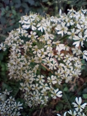 Heracleum sphondylium