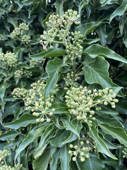 Hedera colchica