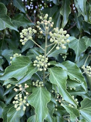 Hedera colchica