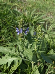 Salvia verbenaca