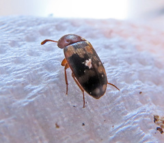 Mycetophagus piceus