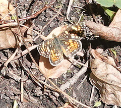 Phyciodes pulchella