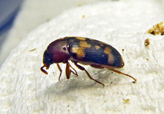 Mycetophagus piceus