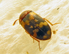 Mycetophagus piceus