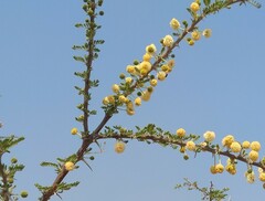 Vachellia hebeclada