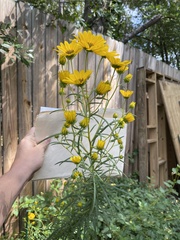 Helianthus salicifolius