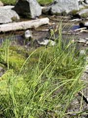 Carex kelloggii