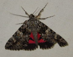 Catocala promissa