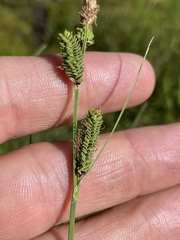 Carex kelloggii